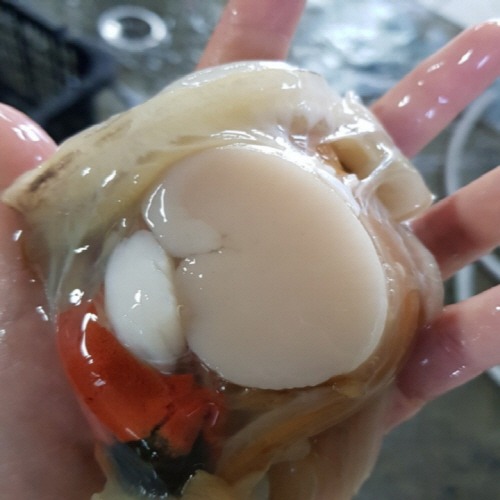 [군산]  대왕 손질 키조개 1kg / 손질된 키조개가 무려 1kg! 쫄깃쫄깃 감칠맛 미쳤습니다.